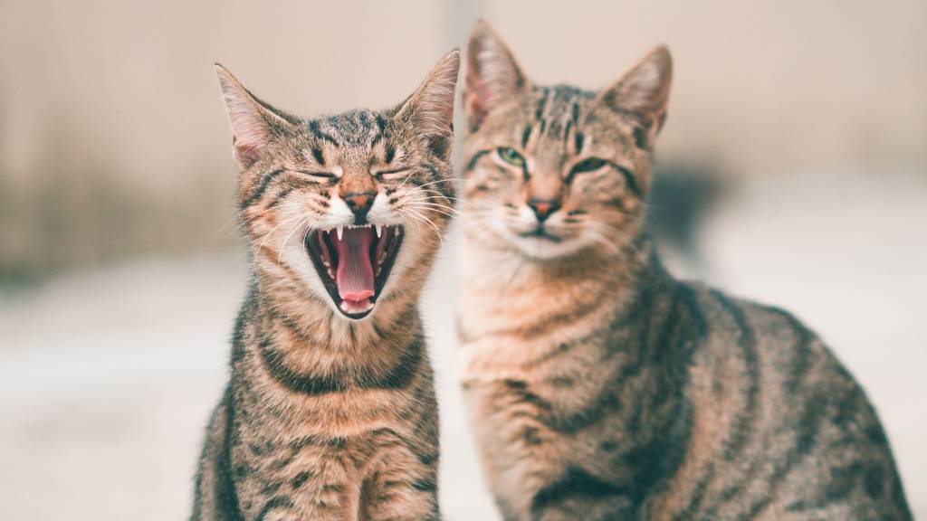 playful twin cat names for tabbies