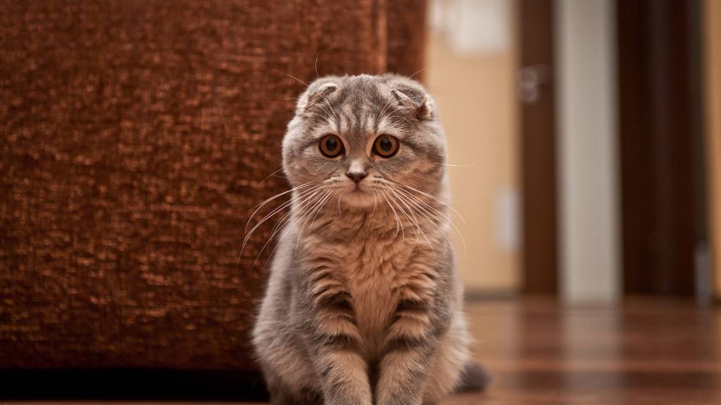 scottish fold sitting indoors