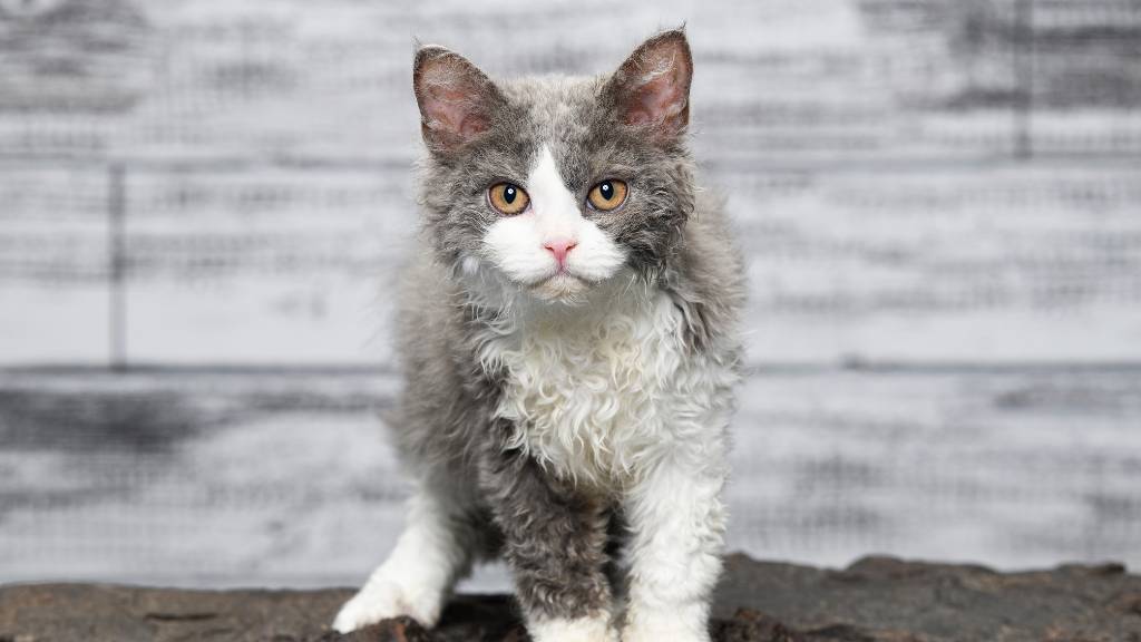 selkirk rex kitten with curly fur