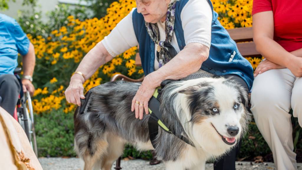 seniors with emotional support dog