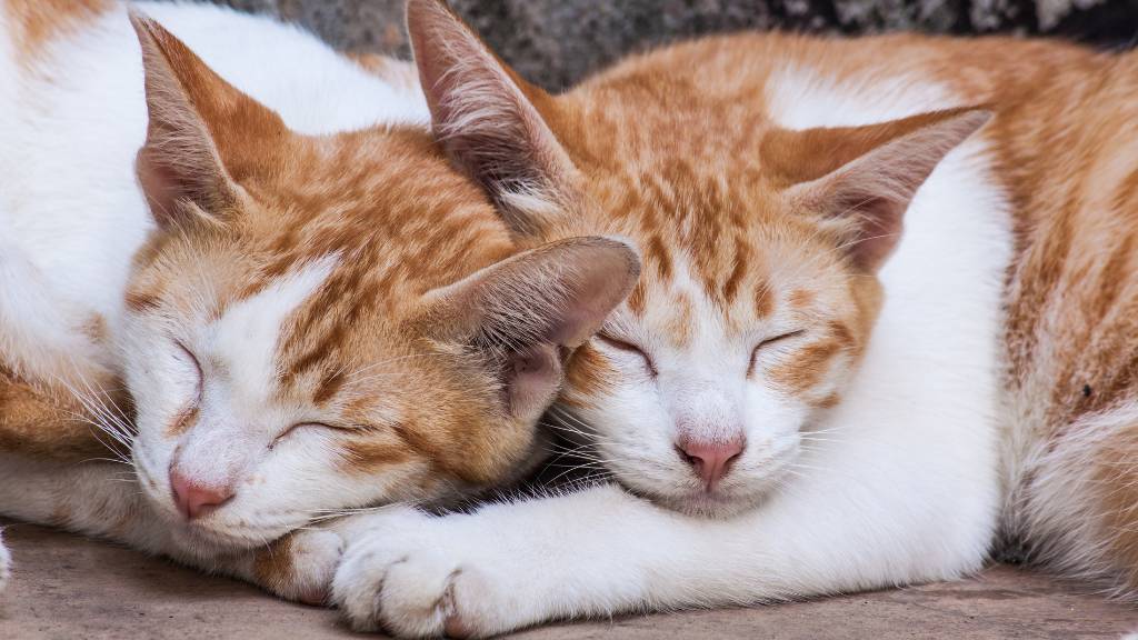 sleepy twin cat names for gingers