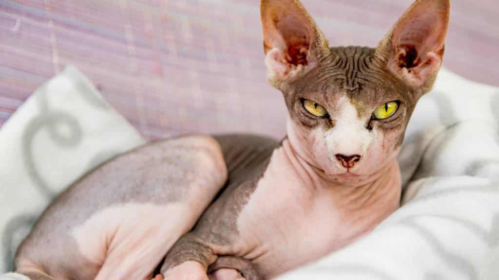 sphynx cat close-up