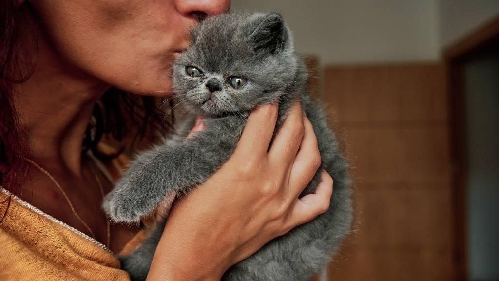 woman kissing gray kitten