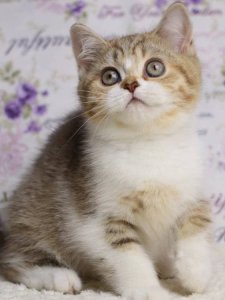 Новый проект (1)