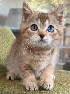 Новый проект (1)