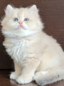 Новый проект (1)