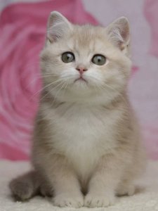 Новый проект (1)