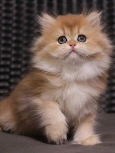 Новый проект (1)