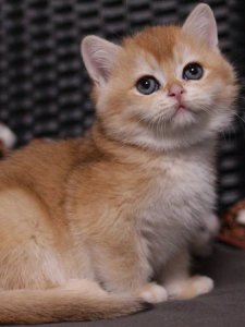 Новый проект (1)