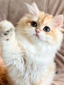 Новый проект (1)