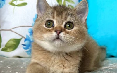 Samantha