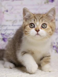 Новый проект (2)