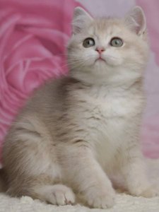 Новый проект (2)