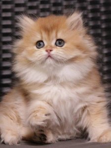 Новый проект (2)