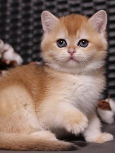 Новый проект (2)