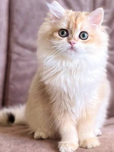 Новый проект (2)