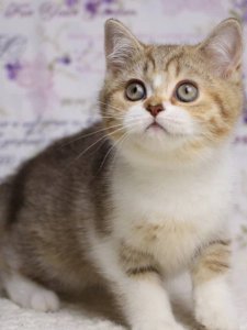 Новый проект (3)