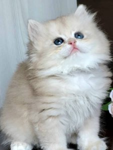 Новый проект (3)