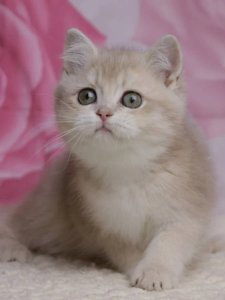 Новый проект (3)