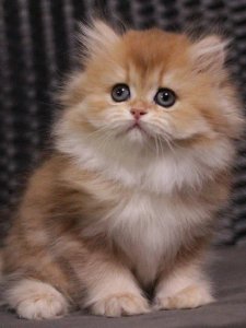 Новый проект (3)