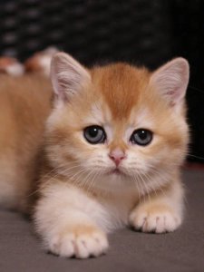 Новый проект (3)