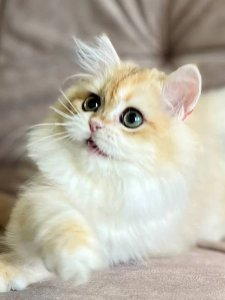 Новый проект (3)