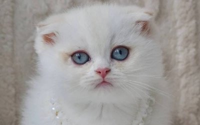 Evie