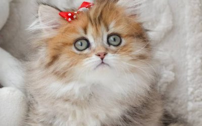 Fluffy
