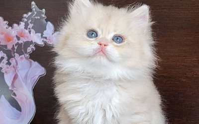 Tina