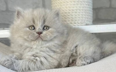 Ari