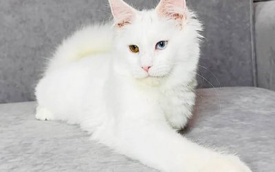 Pearla