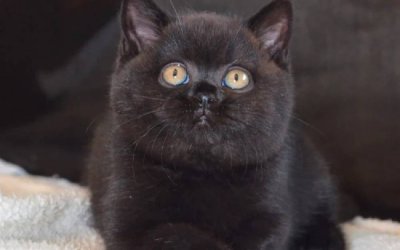 Bagheera