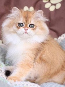 Новый проект (1)