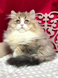 Новый проект (1)