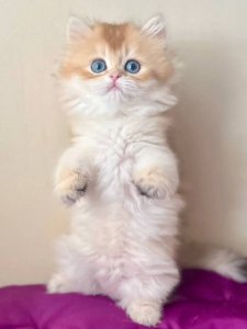 Новый проект (1)
