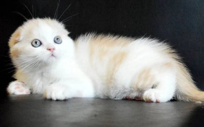 Simon