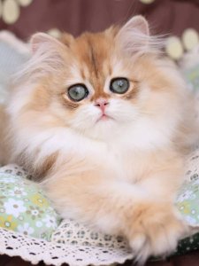 Новый проект (2)