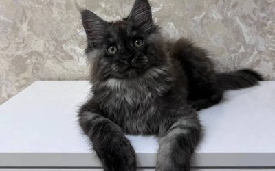 Darcy