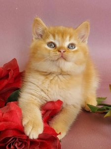 Новый проект (3)