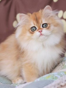 Новый проект (3)