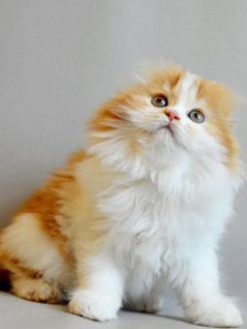 Новый проект (3)