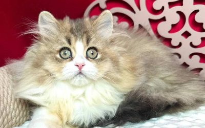 Tina