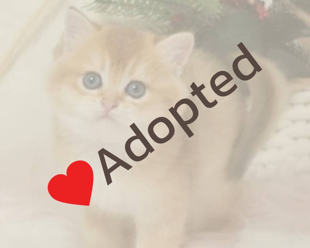 luxury picnic company - Picnic Makers