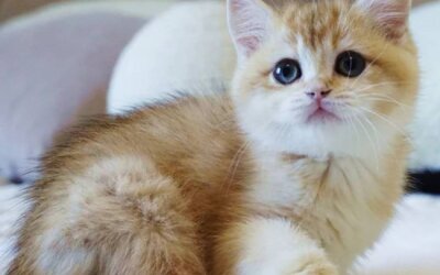 Kitty