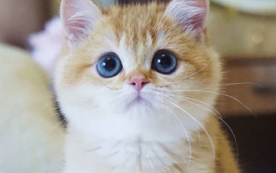 Lev