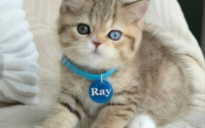 Ray