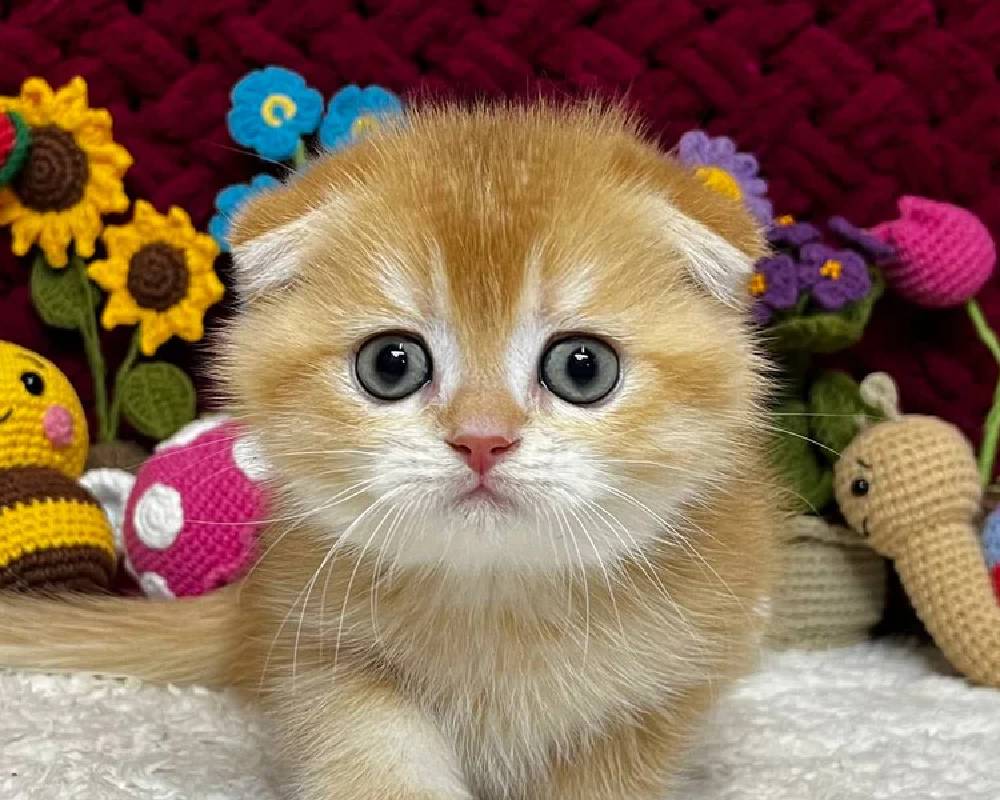 luxury picnic company - Picnic Makers