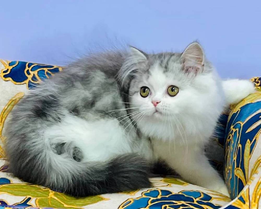 luxury picnic company - Picnic Makers