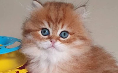 Romeo