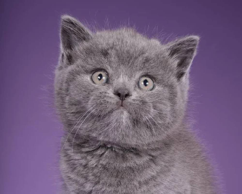 luxury picnic company - Picnic Makers